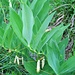 Polygonatum multiflorum (L.) All.<br />Asparagaceae (Liliaceae p.p.)<br /><br />Sigillo di Salomone maggiore.<br />Sceau de Salomon multiflore.<br />Vielblütiges Salomonssiegel.