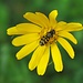 Blume mit Wildbienenbesuch