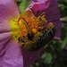 Rosenkäfer (Cetoniinae) mit Blütenstaub / coperta di polline