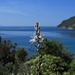 Elba zum ersten Mal für uns im Mai und es blüht und blüht überall! / L`Elba per noi la prima volta in maggio e ci sono i fiori ovunque!<br /><br />Röhriger Affodill (Asphodelus fistulosus) sopra la spiaggia di Laconella con vista all`Isola di Montecristo