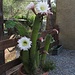 Echinopsis spachiana<br /><br />Ein Kaktus...steht da einfach so unauffällig herum im Schatten...aber was für wunderschöne Blüten er hat!!!!<br />Un cactus se ne sta senza far niente nell`ombra....ma guardate i suoi bellissimi fiori!!!<br /><br />