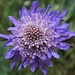  Scabiosa maritima, Vedovina marittima<br />