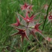 Stern-Klee (Trifolium stellatum) 