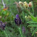 Schopf-Lavendel, Lavandula stoechas