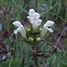 Weiße Braunelle (Prunella laciniata)