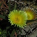 Die Essbare Mittagsblume (Carpobrotus edulis), Pferdefeige, Hottentottenfeige oder Hexenfinger genannt. Es gibt sie in leuchtend magentarosa oder blass gelb. Die Früchte, die einer Feige leicht ähnlich sehen, haben ein geleeartiges, süßsaures Fruchtfleisch und sind essbar (Marmelade). Ursprünglich stammt sie aus Südafrika.<br /><br />Carpobrotus edulis è una pianta succulenta appartenente alla famiglia delle Aizoaceae, originaria del Sudafrica. Si la vede in magenta-rosa e giallo pallido. I suoi frutti, un pò simili ad un fico, hanno la polpa gelatinesca con sapore agrodolce e sono commestibili (marmellata).