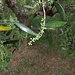 Olivenblüte / fiori dell`oliva