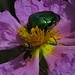 Käfertreffen auf der Cretischen Zistrose / Incontro dei coleotteri sul cisto