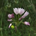 Rosen-Lauch (Allium roseum)