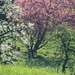 Spring colors at Rellsten