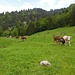 Die neugierigen Kühe beim Schönenboden