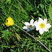 Anemone und Trollblume, viel davon habe ich heute gesehen.
