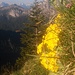 Vielleicht nicht die schönsten Alpenblumen, aber in Szene setzen können sie sich auf jeden Fall recht gut!