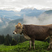 schöne Kuh vor schöner Landschaft