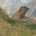 The marmot or the "Mungga"