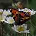 Kleiner  Fuchs (Aglais urticae) auf Weißer Silberwurz (Dryas octopetala).<br />Blumen - Schmetterlings- Paradies am Berg / Un paradiso dei fiori e delle farfalle in montagna