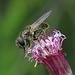 Biene mit Blütenstaub auf einem Gewöhnlichen Alpenlattich<br />(Homogyne alpina) / Ape con polline su una Homogyne alpina