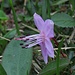 Zwerg-Alpenrose (Rhodothamnus chamaecistus), filigrane Schönheiten / bellezze filigrane