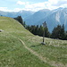 Verzweigung zur Kolbenspitze