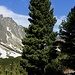 An der Grenze zwischen dem Fichtenwald und der Legföhrenzone  wachsen in der Hohen Tatra schöne Exemplare der Zirbelkiefer (Pinus cembra). Die schönen Bäume können bis 1000 Jahre alt werden.