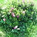 Rhododendron ferrugineumL.<br />Ericaceae<br /><br />Rododendro rosso.<br />Rhododendron ferrugineux.<br />Rostblättrige Alpenrose.