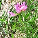 Trifolium alpinum L.<br />Fabaceae<br /><br />Trifoglio alpino.<br />Trèfte des Alpes.<br />Alpen-Klee.<br />