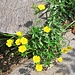 Anemone ranunculoides L.<br />Ranunculaceae<br /><br />Anemone gialla.<br />Anémone jaune.<br />Gelbes Windroeschen.