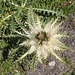<b>Cardo spinosissimo</b> (Cirsium spinosissimum).