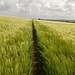 Rückweg im Landesinneren durch endlose Getreidefelder