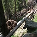 alberi caduti sul sentiero