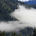 Fog and clouds, a rare "species" in California