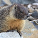 Chilling marmotte