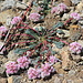 (Mount Hood) Pussypaws, Cistanthe umbellata (formerly Calyptridium umbellatum) 