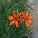 Feuerlilie (Giglio rosso, Lilium bulbiferum)