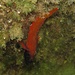 Unter Wasser / sott`acqua: Bavosa rossa, Microlipophrys nigriceps, Schwarzkopf-Schleimfisch