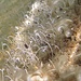 Schirmalge (Acetabularia acetabulum) Auch unter Wasser ist Frühling / Anche sott`acqua è arrivata la primavera: Ombrellini di mare