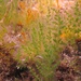 Caulerpa racemosa, Kugel-Caulerpa, Bäumchen im Meer / arboscelli in mare