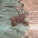 Tintenwolke im Wasser von einem geflüchteten Tintenfisch / Nuvola di inchiostro di una seppia o di un polpo in fuga