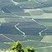 Obstplantagen im Tal. Ein riesiges zusammenhängendes Obstanbaugebiet erstreckt sich quasi vom Obervinschgau bis runter zum Gardasee und darüber hinaus