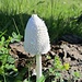 Pilz auf nahrhafter Unterlage