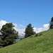 Baumgruppe unterhalb vom Seale