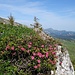 Alpenrosenblüte am Rücken des Brisi.