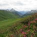blühende Alpenrosen vor dem Biberkopf
