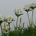 Blumenpracht am Nordostgrat: Narzissenwindröschen vor nebligem Hintergrund.