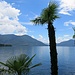Lago Maggiore mit den obligaten Palmen ;-)