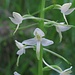 Zweiblättrige oder Weiße Waldhyazinthe (Platanthera bifolia), Orchidee