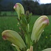 Wunderschöne, große Blüten hat das Karlszepter / I bellissimi fiori grandi del Pedicularis sceptrum-carolinum