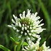 Berg-Klee (Trifolium montanum) mit Wassertröpfchen / con gocce d`acqua
