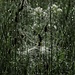 Spinnennetz im Glitzerwald der Wassertröpfchen / Ragnatela nel bosco luccicante delle gocce d`acqua