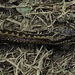 Die Fortbewegung der Schlangen ist sehr / il movimento dei serpenti è molto [http://f.hikr.org/files/1770093.jpg Beeindruckend / impressionante]